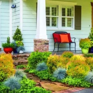 Mr Bowling Ball Arborvitae Plant - 6-12 Inch Tall Shrub in Quart Pot