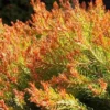 Mr Bowling Ball Arborvitae Plant - 6-12 Inch Tall Shrub in Quart Pot