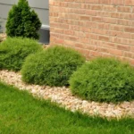 Mr Bowling Ball Arborvitae Tree 6-12 Inch Qt Pot - Dwarf Evergreen Shrub