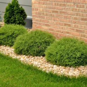 Mr Bowling Ball Arborvitae Tree 6-12 Inch Qt Pot - Dwarf Evergreen Shrub