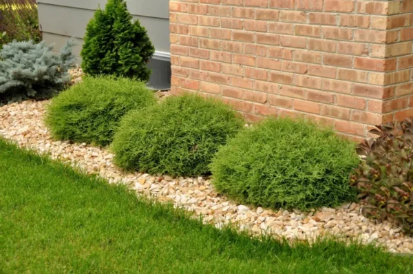 Mr Bowling Ball Arborvitae Tree 6-12 Inch Qt Pot - Dwarf Evergreen Shrub