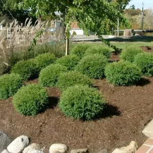 Mr Bowling Ball Arborvitae Tree 6-12 Inch Qt Pot - Dwarf Evergreen Shrub