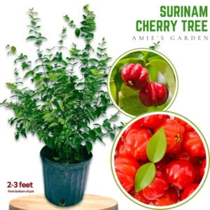Surinam Cherry Tree - 3 Feet Tall - 3 Gallon Pot - Sweet and Tart Fruits - Not Ship CA