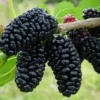 Mulberry Tree Black Beauty - Morus Nigra Fruit Tree - 2-3 ft Plant