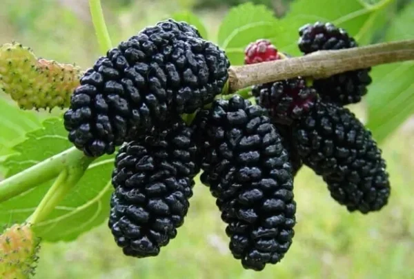 Mulberry Tree Black Beauty - Morus Nigra Fruit Tree - 2-3 ft Plant