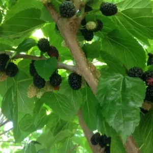 Mulberry Tree Black Beauty - Morus Nigra Fruit Tree - 2-3 ft Plant