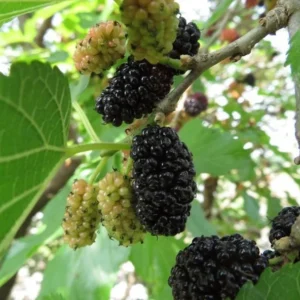 Mulberry Tree Black Beauty - Morus Nigra Fruit Tree - 2-3 ft Plant