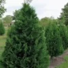 Murray Cypress Trees - 2.5" Pot, 6-12" Tall - Fast Growing Privacy Screen
