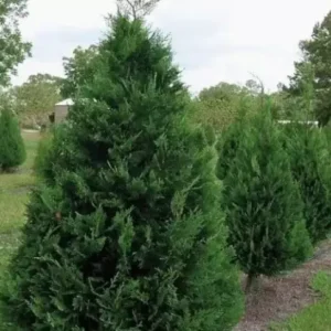 Murray Cypress Trees - 2.5
