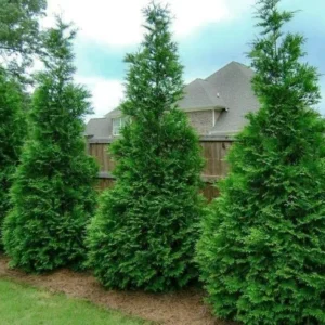 Murray Cypress Trees - 2.5