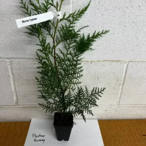 Murray Cypress Trees - 2.5