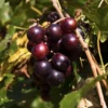 Muscadine Grape Vine - Cowart Black Self-Fertile - 2 Year Old Bare Root Live Plant - 1-2ft Tall