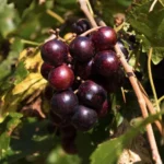 Muscadine Grape Vine - Cowart Black Self-Fertile - 2 Year Old Bare Root Live Plant - 1-2ft Tall
