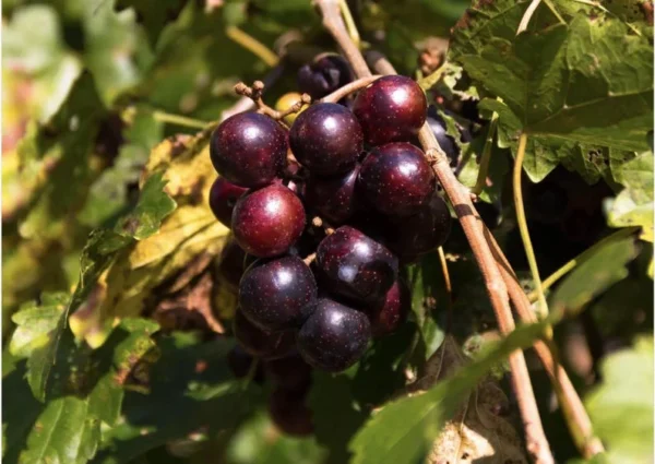 Muscadine Grape Vine - Cowart Black Self-Fertile - 2 Year Old Bare Root Live Plant - 1-2ft Tall