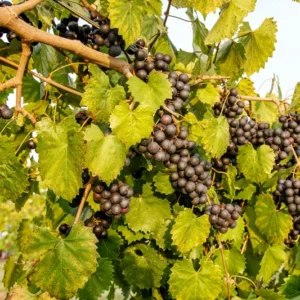 Muscadine Grape Vine - Cowart Black Self-Fertile - 2 Year Old Bare Root Live Plant - 1-2ft Tall