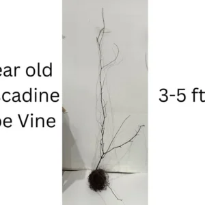 Muscadine Grape Vine - Cowart Black Self-Fertile - 2 Year Old Bare Root Live Plant - 1-2ft Tall