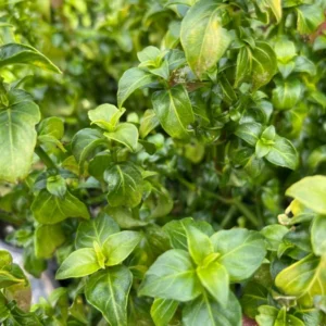 Mushroom Plant Rungia Klossii Plant - 1 Ft Tall in 1 Gal Pot - Edible Greens