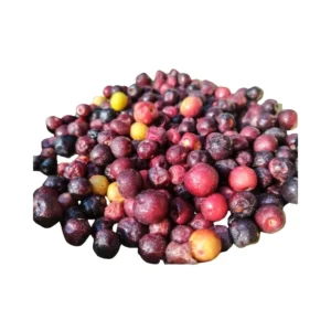 Grewia Asiatica 'Sherbet Berry' Potted Plant - Tropical Shrub with Edible Berries