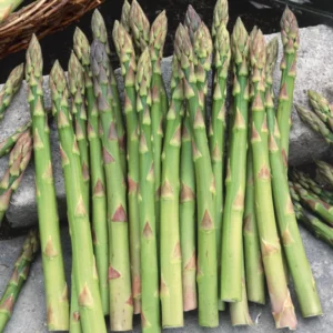 Asparagus Plants 'Jersey Knight' - 50 Crowns, 2 Year Roots - Buy 4 Get 1 Free