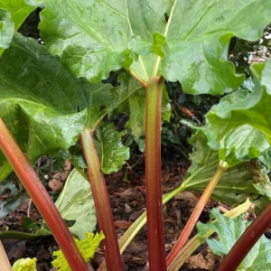Rhubarb Victoria Plant - 2 Large Bare Root Crowns - Heirloom Variety for Cooking and Baking