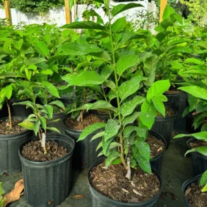 Red Sugar Apple Tree 3 Gallon 2 to 3 feet - Healthy, High Yield - Home Garden Ready - Not Ship CA