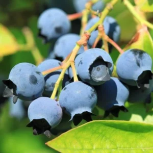 Spartan Northern Highbush Blueberry Plant - 1 Quart - Bare Root - 10-12 inch - 2 Year Old