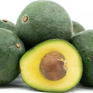 Nabal Avocado Tree - 1 ft Grafted Plant in Bag
