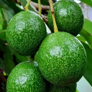 Nabal Avocado Tree - 1 ft Grafted Plant in Bag