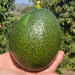 Nabal Avocado Tree Grafted - 2 to 3 Feet Tall - Ships in 3 Gal Pot