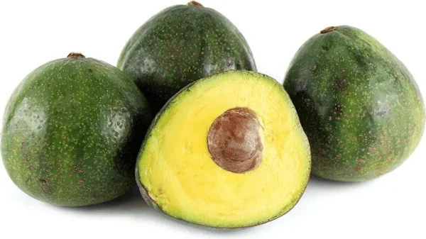 Nabal Avocado Tree Grafted Fruit Tree 1 Feet Tall