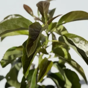 Nabal Avocado Tree Grafted Fruit Tree 1 Feet Tall