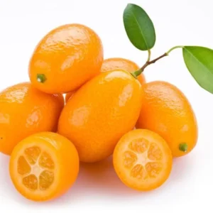 Nagami Kumquat Tree - Live Tree - 2 Gallon - 2 to 3 Feet Tall - Shipped with Soil