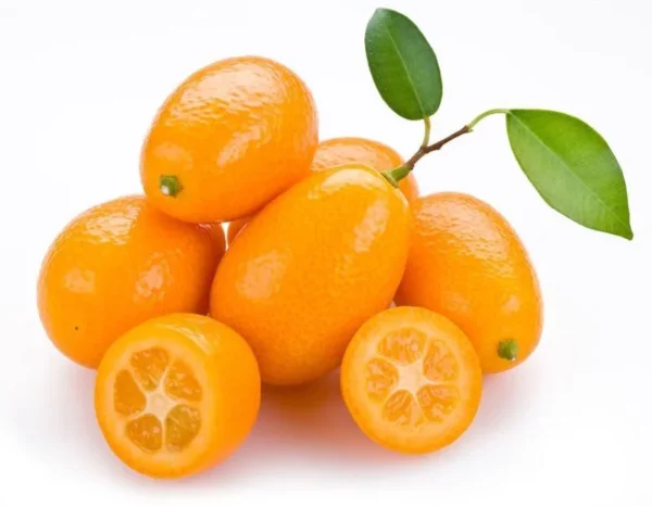 Nagami Kumquat Tree - Live Tree - 2 Gallon - 2 to 3 Feet Tall - Shipped with Soil