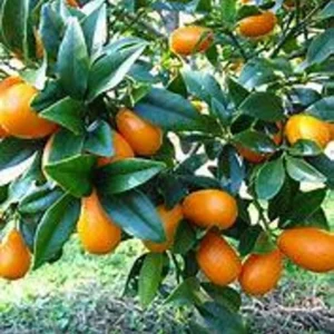 Nagami Kumquat Tree - Live Tree - 2 Gallon - 2 to 3 Feet Tall - Shipped with Soil
