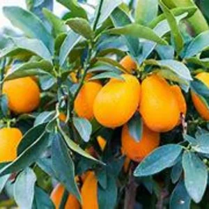 Nagami Kumquat Tree - Live Tree - 2 Gallon - 2 to 3 Feet Tall - Shipped with Soil