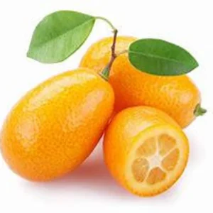 Nagami Kumquat Tree - Live Tree - 2 Gallon - 2 to 3 Feet Tall - Shipped with Soil