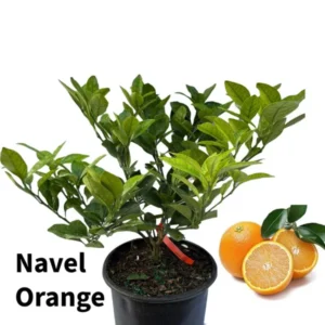 Navel Orange Tree - Live Citrus Plant - 3 Gallon - Ships with Soil - Not Ship CA