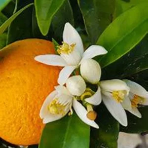 Navel Orange Tree - Live Citrus Plant - 3 Gallon - Ships with Soil - Not Ship CA