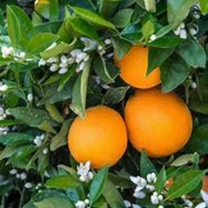 Navel Orange Tree - Live Citrus Plant - 3 Gallon - Ships with Soil - Not Ship CA