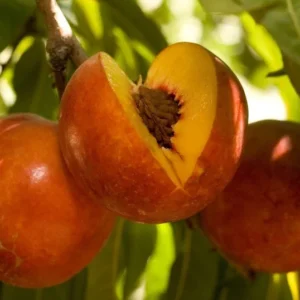 Nectarine Double Delight Tree - 3 ft Tall - Live Plant in 3 gal Pot