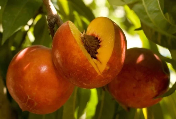 Nectarine Double Delight Tree - 3 ft Tall - Live Plant in 3 gal Pot