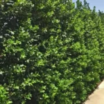 Nellie R. Stevens Holly - 10 Pack - 6-12 Inch Tall - Hedge Plants - Evergreen