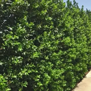 Nellie R. Stevens Holly - 10 Pack - 6-12 Inch Tall - Hedge Plants - Evergreen