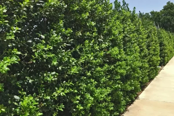 Nellie R. Stevens Holly - 10 Pack - 6-12 Inch Tall - Hedge Plants - Evergreen
