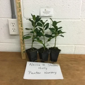 Nellie R. Stevens Holly - 10 Pack - 6-12 Inch Tall - Hedge Plants - Evergreen