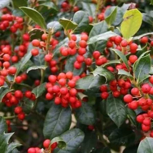 Nellie R. Stevens Holly - 10 Pack - 6-12 Inch Tall - Hedge Plants - Evergreen