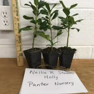 Nellie R. Stevens Holly - 10 Pack - 6-12 Inch Tall - Hedge Plants - Evergreen