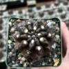 Neochilenia Huascensis Black Cactus Rare Variety 4 inch Pot