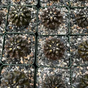 Neochilenia Huascensis Black Cactus Rare Variety 4 inch Pot