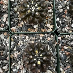 Neochilenia Huascensis Black Cactus Rare Variety 4 inch Pot